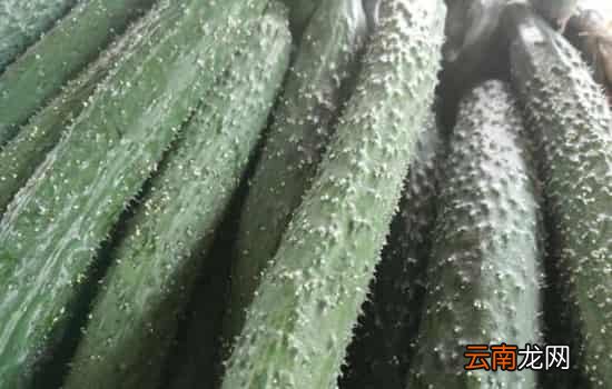 黄瓜为什么长刺 黄瓜细刺扎手怎么处理