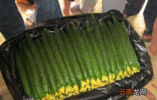 黄瓜为什么长刺 黄瓜细刺扎手怎么处理