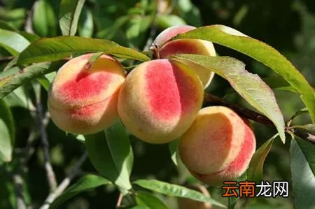 买水果时该怎么挑 水果商贩绝不会告诉你这些