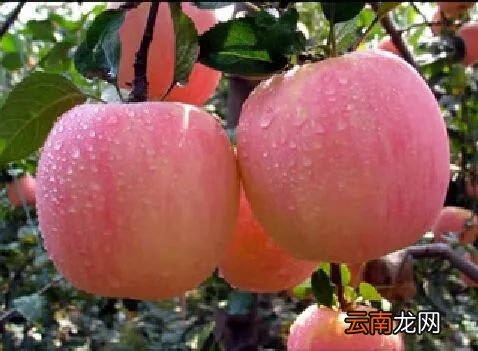 买水果时该怎么挑 水果商贩绝不会告诉你这些