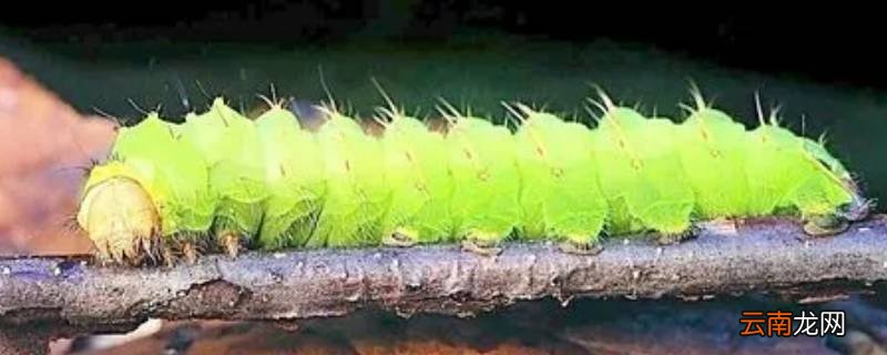 毛虫常见吗