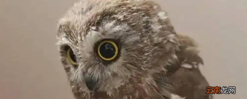 猫头鹰飞行时为什么没有声音