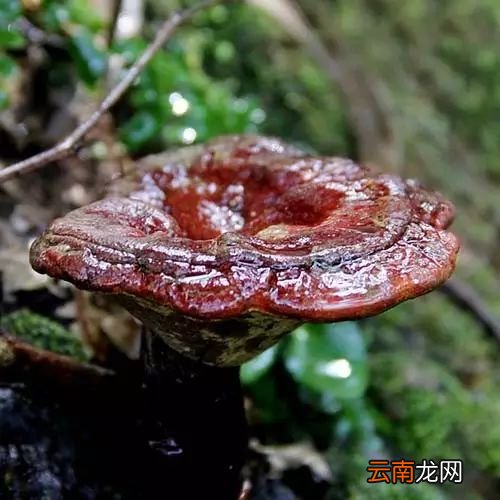 灵芝吃法及功效 灵芝怎么吃功效最好