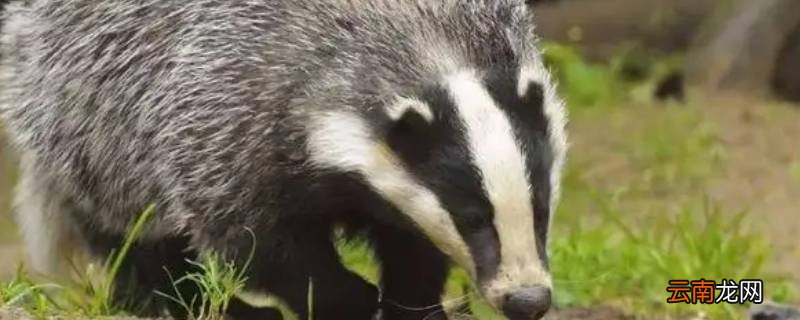 猪憨子是什么动物