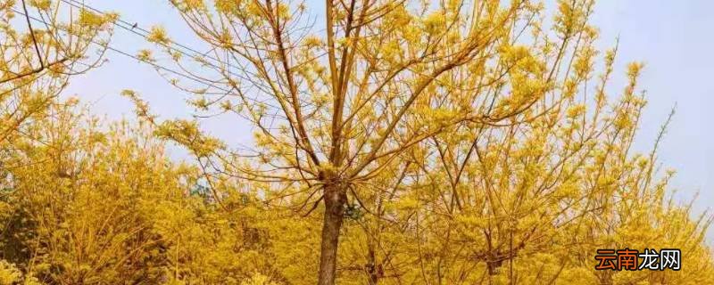 树枝是黄色的是什么树