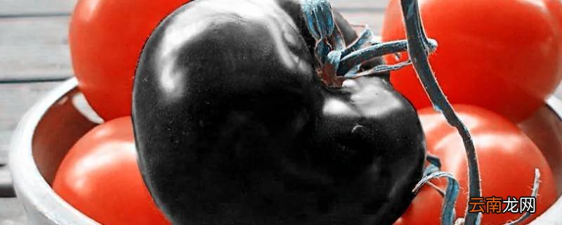 黑色的西红柿是什么品种