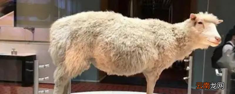 世界第一只克隆羊叫什么