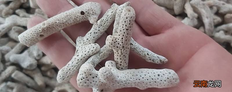 珊瑚骨是什么东西