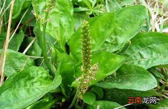 痛风克星植物 经常用它泡水绝对管用