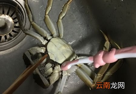 大闸蟹没有洗干净怎么处理