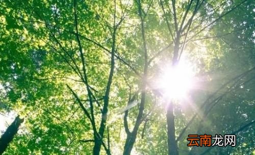 为什么在三伏天调理身体最好