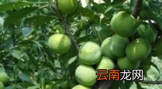 蜂糖李是不是青脆李