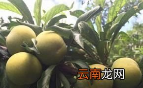 蜂糖李是不是青脆李