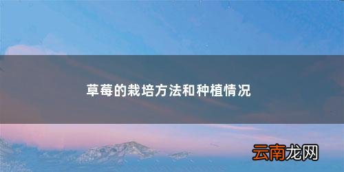 草莓的栽培方法和种植情况