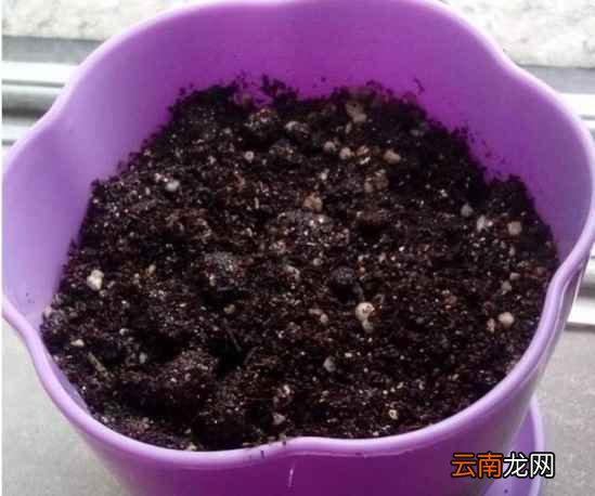 自己在家怎么种草莓 只需五步即可搞定