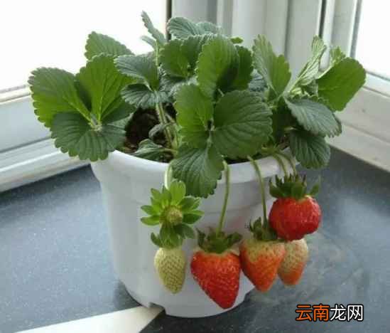 自己在家怎么种草莓 只需五步即可搞定