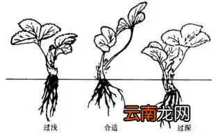 自己在家怎么种草莓 只需五步即可搞定