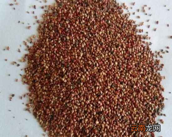 自己在家怎么种草莓 只需五步即可搞定