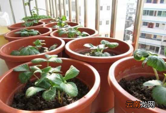 自己在家怎么种草莓 只需五步即可搞定