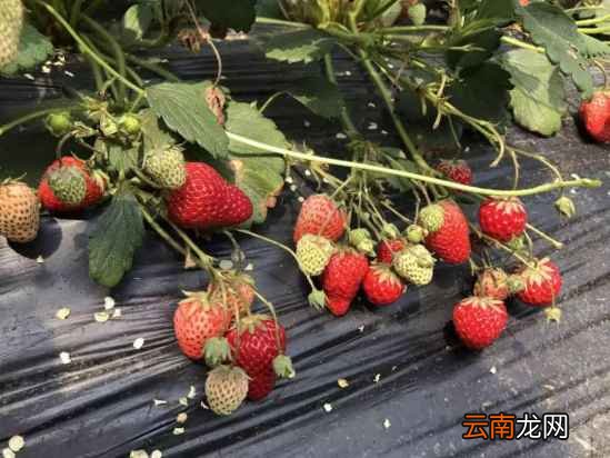 形状奇怪的草莓能吃吗 又该如何挑选呢