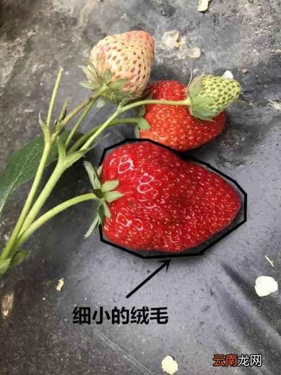 形状奇怪的草莓能吃吗 又该如何挑选呢