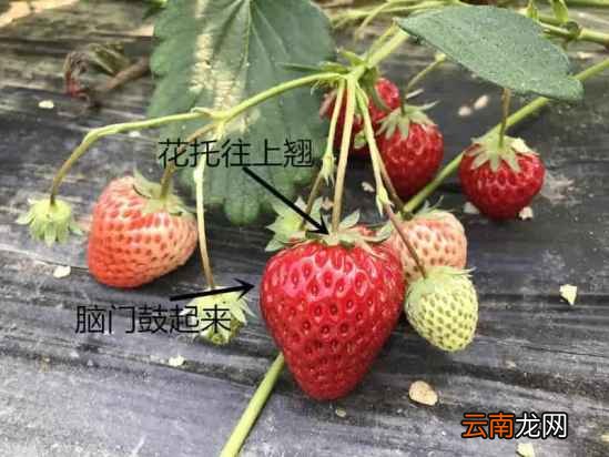 形状奇怪的草莓能吃吗 又该如何挑选呢