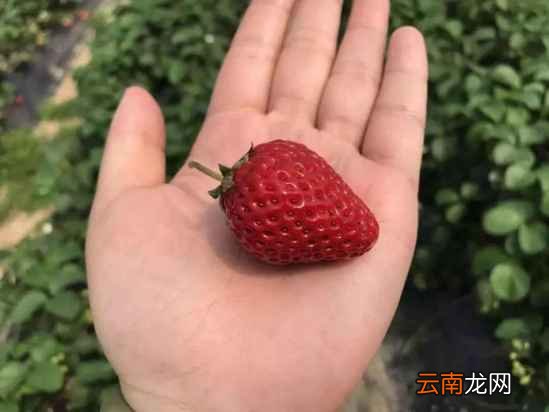 形状奇怪的草莓能吃吗 又该如何挑选呢