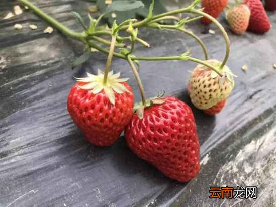 形状奇怪的草莓能吃吗 又该如何挑选呢