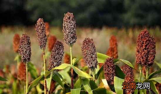 秋冬如何养肝护肝 一部“养肝手册”分享给大家