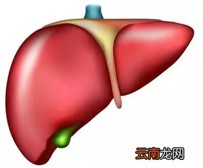 秋冬如何养肝护肝 一部“养肝手册”分享给大家