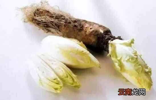 得了痛风喝什么好 大家可经常用它泡水喝哟