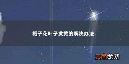 栀子花的叶子发黄该怎么办呀 栀子花叶子发黄的解决办法
