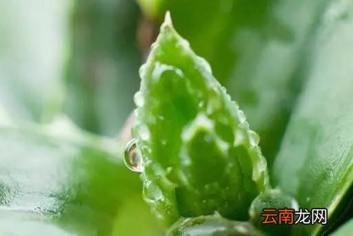 芦荟功效及食用方法 芦荟是美容瘦身最佳食品