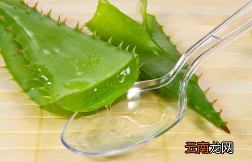 芦荟功效及食用方法 芦荟是美容瘦身最佳食品