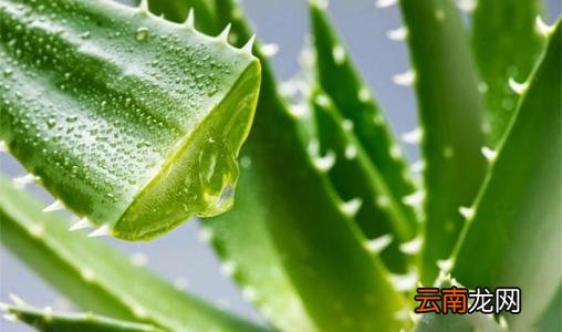芦荟功效及食用方法 芦荟是美容瘦身最佳食品