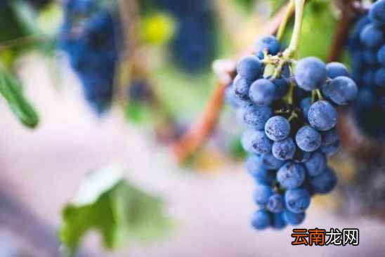 水果怎么清洗干净点 这几种水果你洗干净了吗