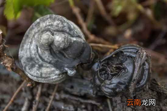 吃灵芝的功效 常吃灵芝抗衰老强
