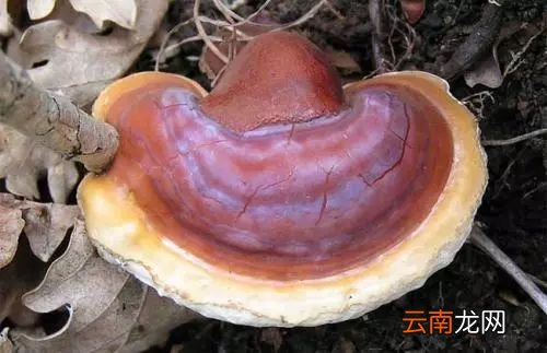 吃灵芝的功效 常吃灵芝抗衰老强