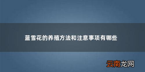 蓝雪花怎么养有什么注意事项和禁忌 蓝雪花的养殖方法和注意事项有哪些
