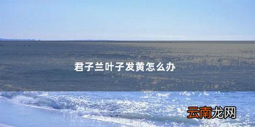 君子兰叶子发黄怎么办