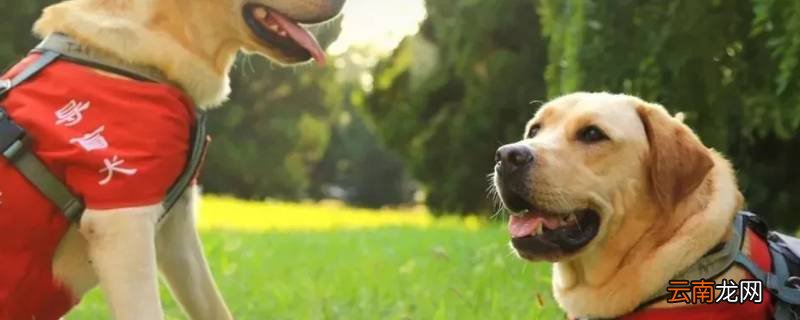 导盲犬可以坐公交车吗
