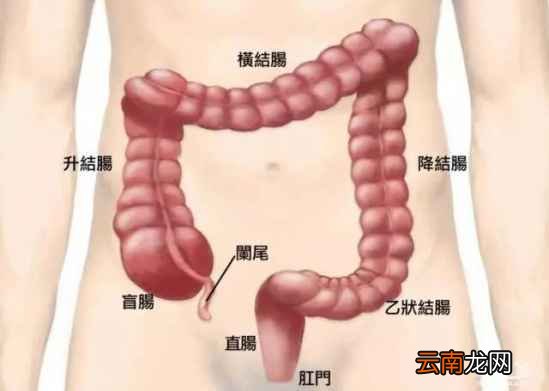 清肠排毒吃什么好 清肠排毒好食物推荐