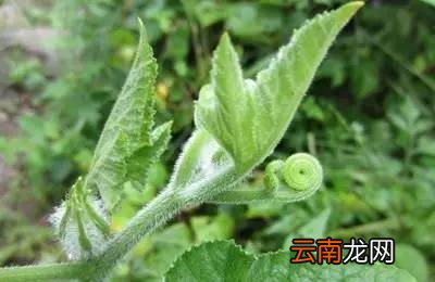 吃南瓜藤的好处 对胃痛、降血压都有强大作用