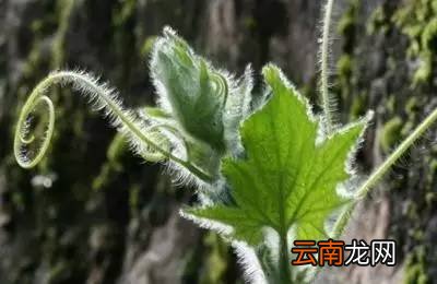 吃南瓜藤的好处 对胃痛、降血压都有强大作用