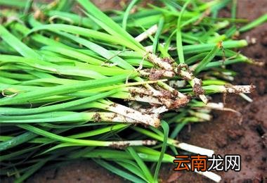 吃韭菜的好处 吃韭菜好处太多了