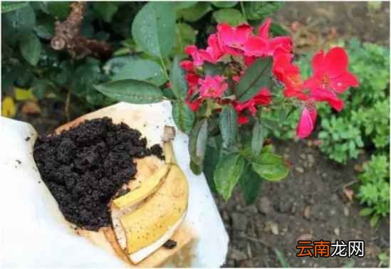 香蕉皮的生活妙用 香蕉皮用处竟这么多