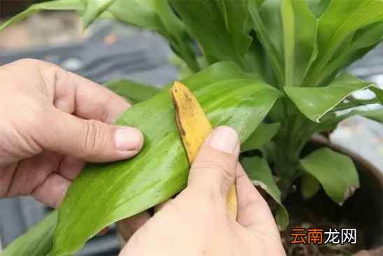 香蕉皮的生活妙用 香蕉皮用处竟这么多