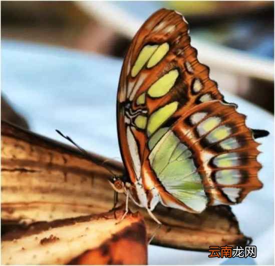 香蕉皮的生活妙用 香蕉皮用处竟这么多