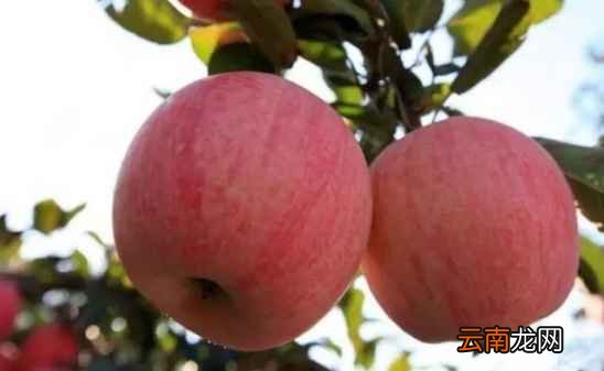 常吃苹果有什么好处 每天吃可以刮脂养颜