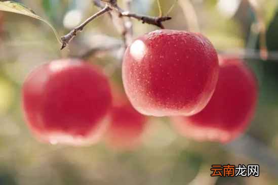 常吃苹果有什么好处 每天吃可以刮脂养颜